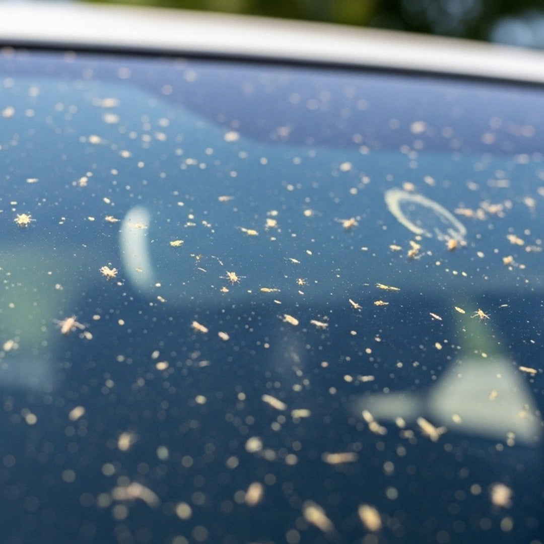 How to Remove Bug Splatter without Scratching Paint